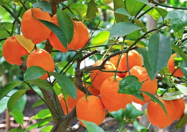 vitamin C benefits