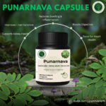 Punarnava Extract Capsules – Support Kidney and Liver Health