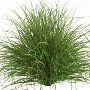 Pure Barbed Grass Extract