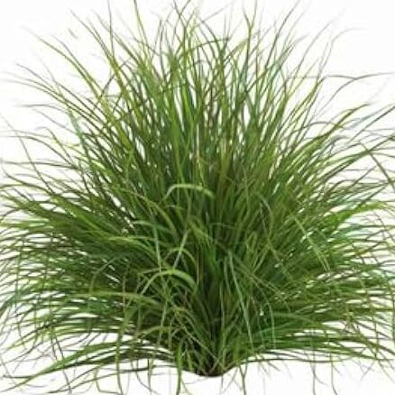 Dried Lemongrass stalk