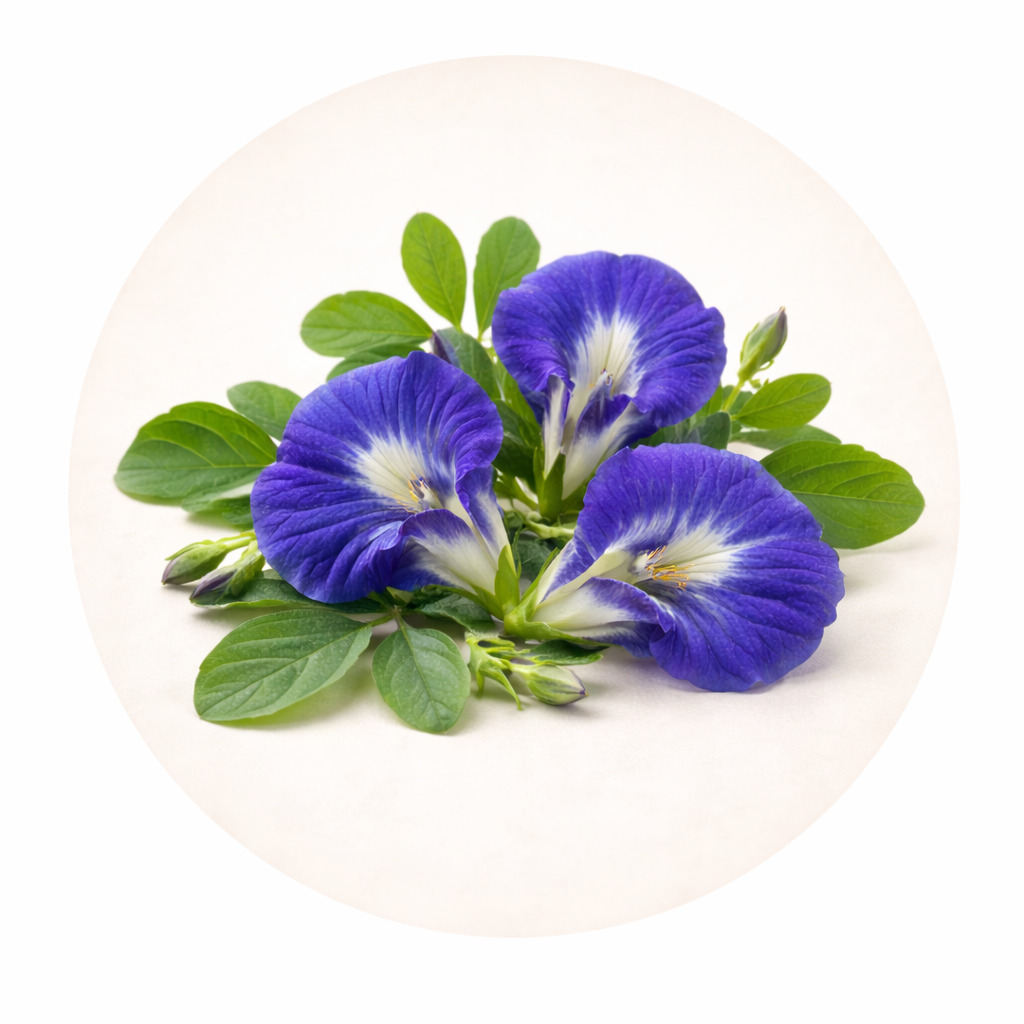 Butterfly Pea Flower