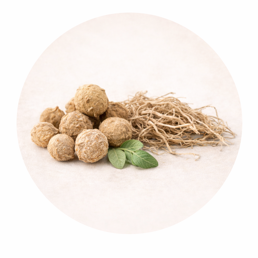 Manjakani (Quercus infectoria) Extract