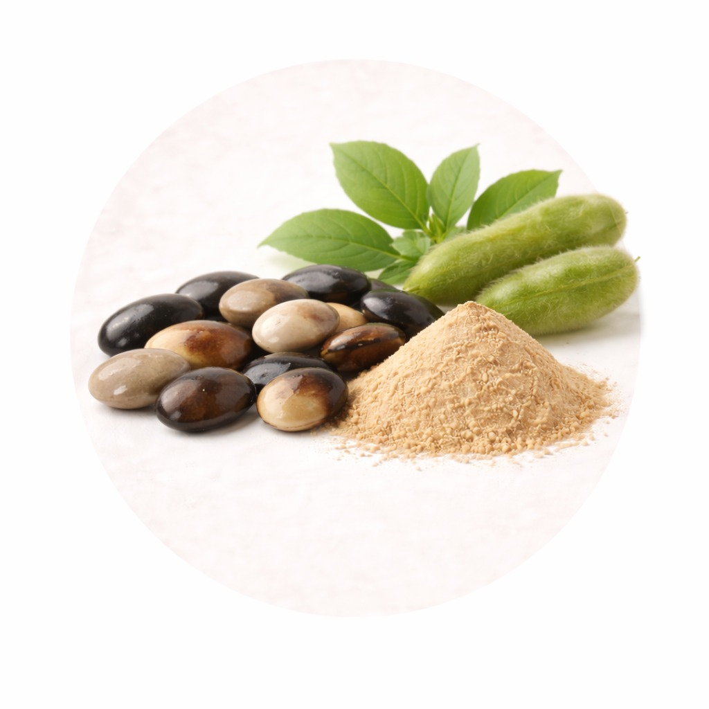 Kaunch (Mucuna pruriens)