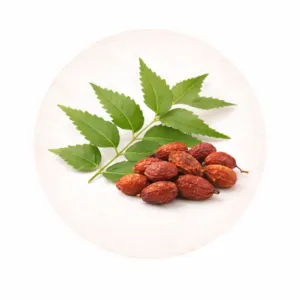 Neem (Azadirachta indica)