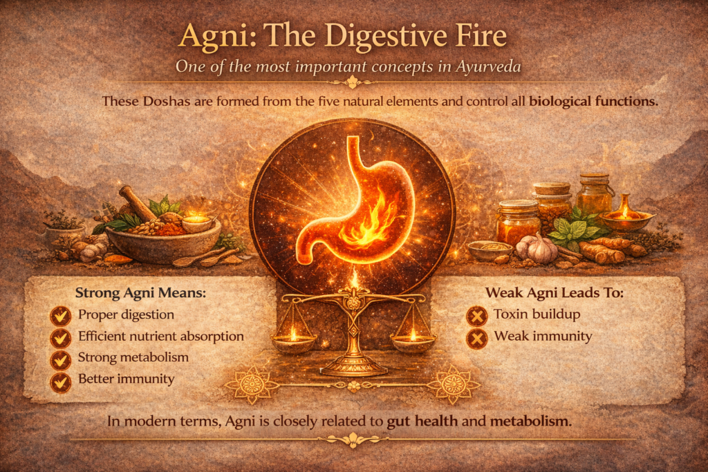 Horizontal infographic titled “Agni: The Digestive Fire” explaining how strong Agni supports proper digestion, nutrient absorption, metabolism, and immunity, while weak Agni leads to toxin buildup and weak immunity in Ayurveda.